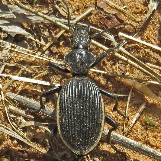 Anthia massilicata